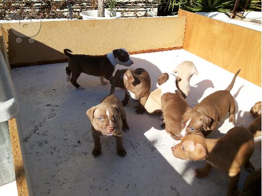 American Pitbull red nose