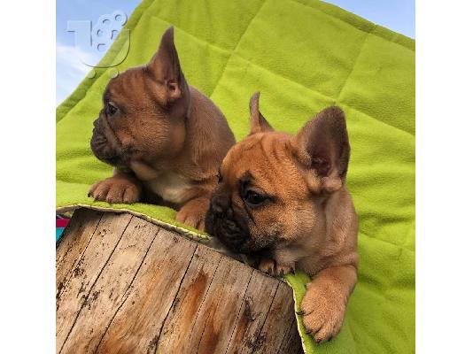 PoulaTo: French bulldog red
