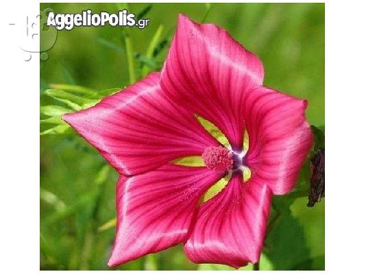 PoulaTo: 400 Σποροι - Malope Mallowwort Vulcan Mallow