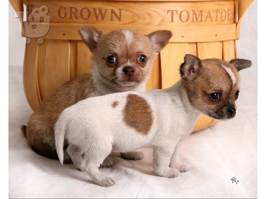 PoulaTo: 4 Τσιουάουα 1 Αγόρι 3 Κορίτσια