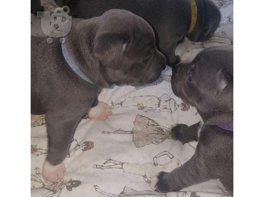 Μπλε κουτάβια μπέιζμπολ Staffordshire Terrier