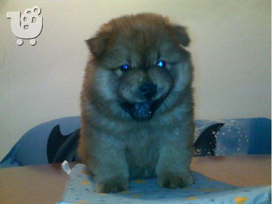 Τσόου Τσόου – 400 euro