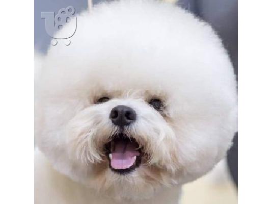 PoulaTo: Bichon Frize κουτάβια