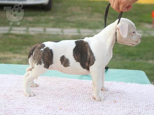 Αμερικανικό τεριέ Staffordshire κουτάβια