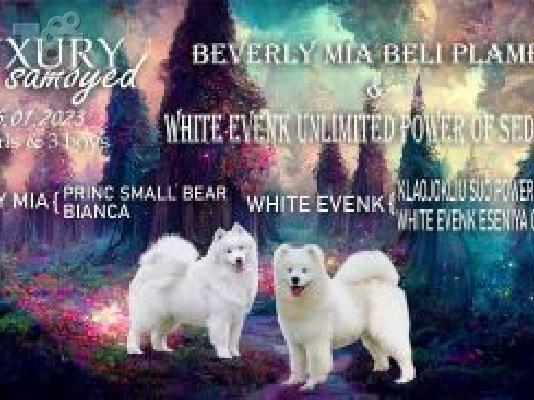 Samoyed κουτάβια προς πώληση