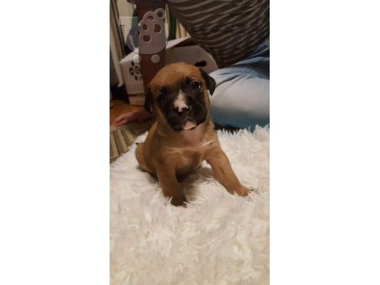 american staffordshire terrier