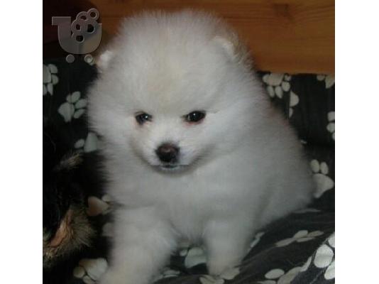 Pomeranian toy καθαροαιμα παιχνιδιαρικα αθηνα-θεσσαλονικη-κρητη 6940048695...