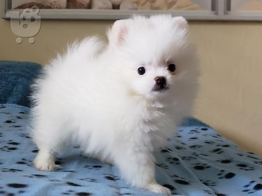 PoulaTo: Γλυκά μικρά Pomeranian κουτάβια