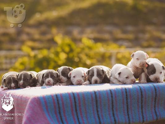 Μπλε κουτάβια American Staffordshire Terrier