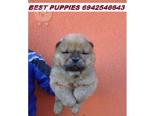 CHOW CHOW