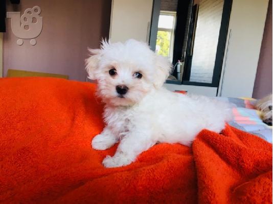 PoulaTo: Μαλτέζικο κουτάβι {250euros}