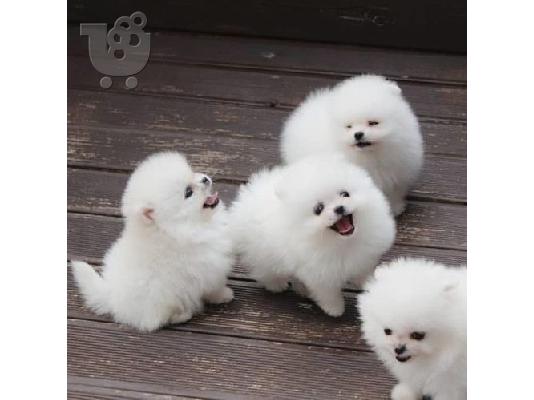 PoulaTo: Πολύτιμα κουτάβια Pomeranian