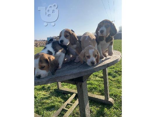 Γεια σας, έχω 8 όμορφα κουτάβια beagle προς πώληση 4