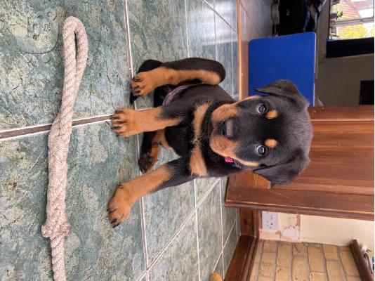 Κουτάβια Rottweiler, έτοιμα να φύγουν τώρα, μόνο 2 αγόρια...