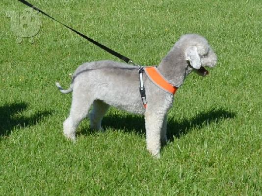 PoulaTo: Bedlington Terrier
