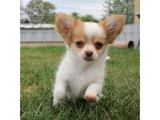 PoulaTo: κουτάβι Chihuahua
