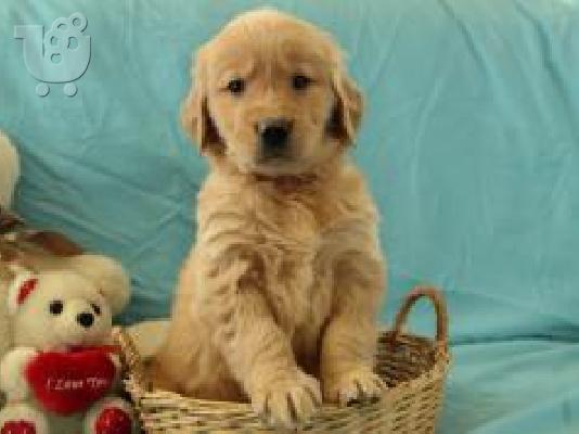 X μάζα τεριέ Golden Retriever