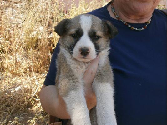 Κουταβακια χαριζονται