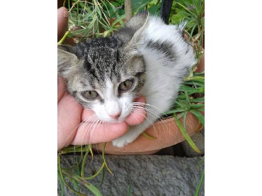 Γατακι 2μηνων χαριζεται