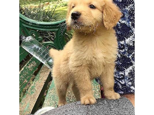 Lovely Golden retriever κουτάβια Διατίθεται προς πώληση.