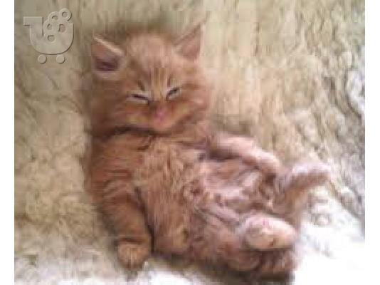 Maine Coon Cats Διαθέσιμο