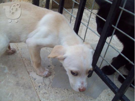 Λευκο κουταβακι χαριζεται