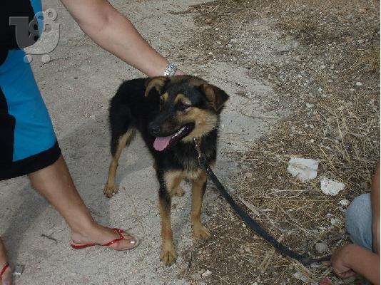 PoulaTo: Λυκακι ημιαιμο χαριζεται