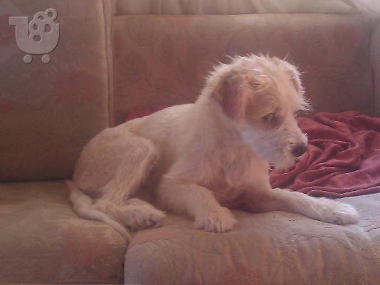 Κανισακι χαριζεται