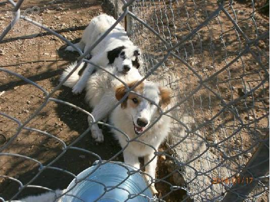 Κουταβοι ημιαιμοι τσοπανοι χαριζονται