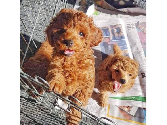PoulaTo: Κουτάβια Gorgious Poodle