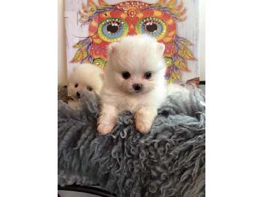 Γεια σας, εδώ έχουμε 2 πανέμορφα κουτάβια Pomeranian