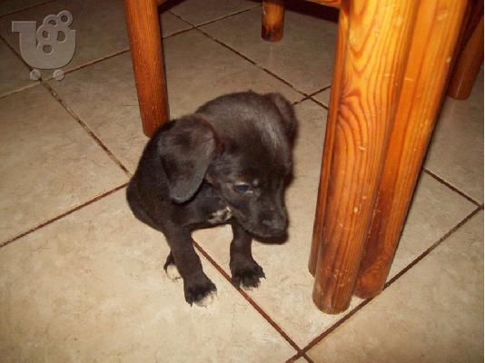 Μικροσωμο κουταβακι