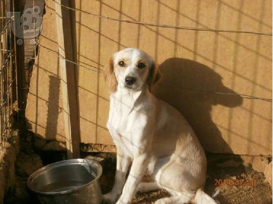 Λευκο σκυλακι χαριζεται