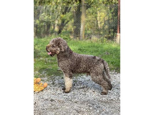 Lagotto Romagnolo κουτάβια