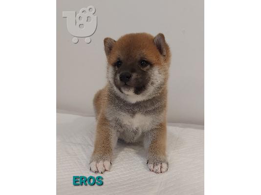 Shiba Inu κουτάβια
