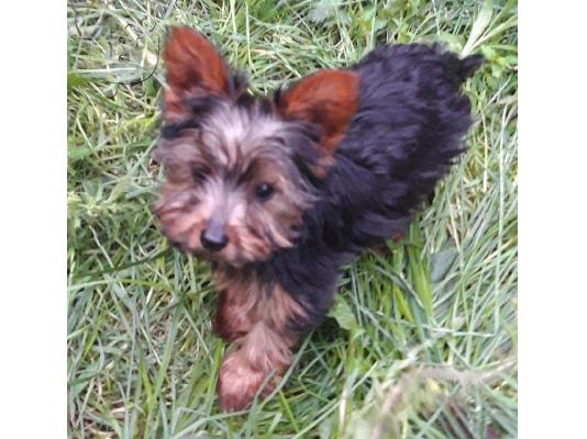 PoulaTo: Miniature Yorkshire Terrier Puppies