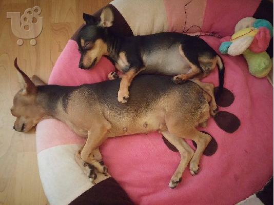 Pinscher mini....!!!!!!!!!!!!!!!!