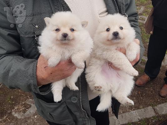 PoulaTo: Spitz mini