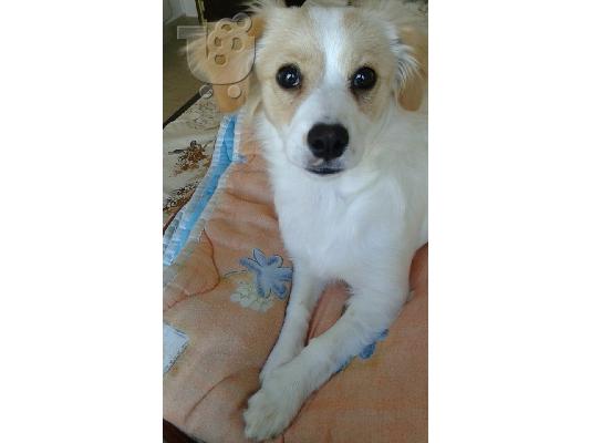 πανεμορφο epaniel-jack russel