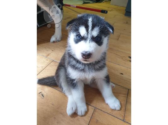 PoulaTo: Όμορφα κουτάβια σιβηρίας Husky