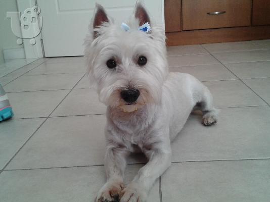 PoulaTo: ΖΕΥΓΑΡΩΜΑ