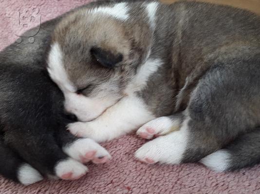 AKITA INU KOYTABIA