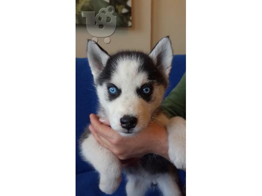 Siberian Husky Original Colour for sale!