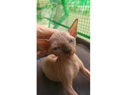 γατακια σφινξ (sphynx)