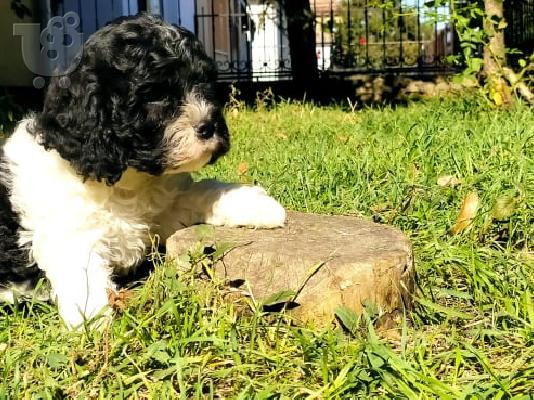 Τρίχρωμο κουτάβι CAVAPOO