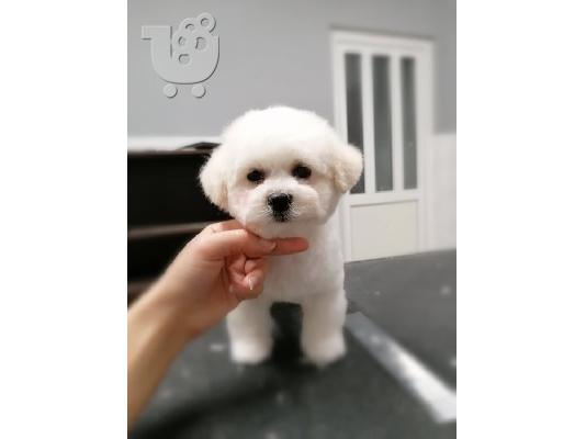 Bichon Frize κουτάβια