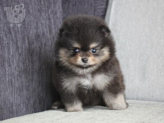 PoulaTo: Pomeranian toy