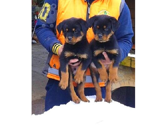 PoulaTo: ροτβαιλερ εκθεσιακα κουταβια