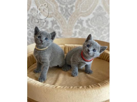 PoulaTo: Εγγεγραμμένα Russian Blue Kittens