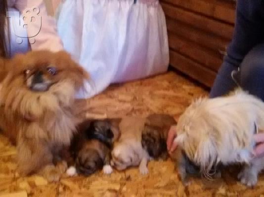 PoulaTo: ΠΕΚΙΝΟΥΑ